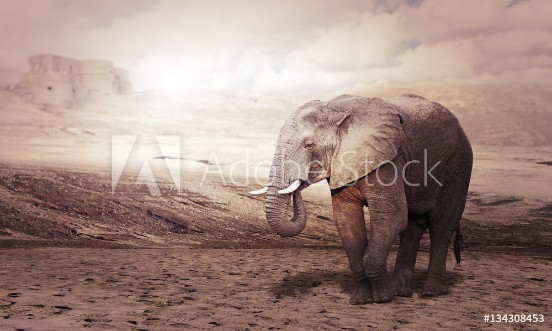 Picture of Elephant walks in a desert nobody around concept of majesty and solitude climate change
